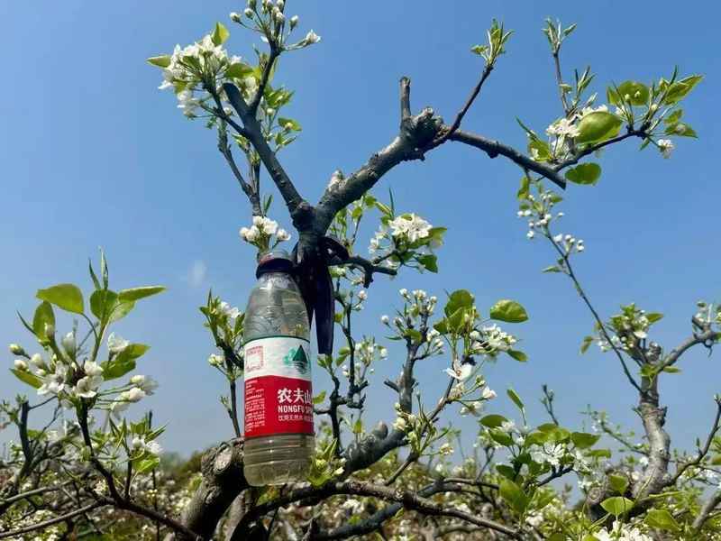  【技术解密】从授粉到品种革新：松江仓桥水晶梨基地的现代化转型之路 文化旅游