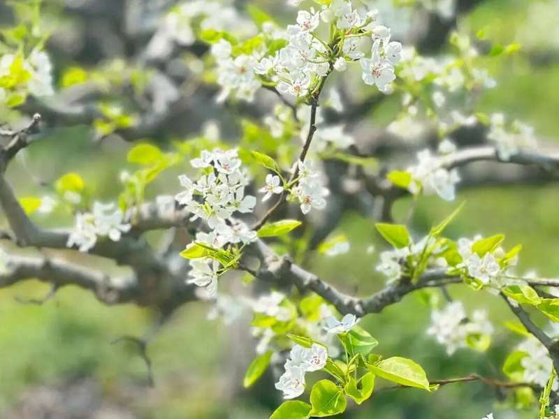  【技术解密】从授粉到品种革新：松江仓桥水晶梨基地的现代化转型之路 文化旅游