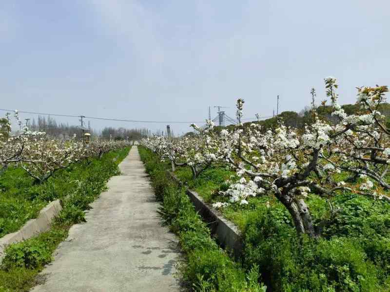  【技术解密】从授粉到品种革新：松江仓桥水晶梨基地的现代化转型之路 文化旅游