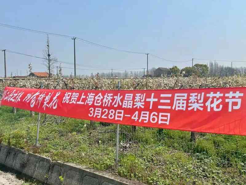  【技术解密】从授粉到品种革新：松江仓桥水晶梨基地的现代化转型之路 文化旅游