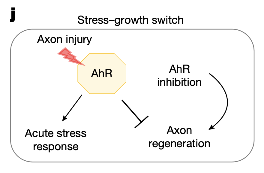 神经再生困局破冰:AhR分子“刹车”机制深度解析 新闻 神经再生困局破冰:AhR分子“刹车”机制深度解析 新闻 神经再生困局破冰:AhR分子“刹车”机制深度解析 新闻 神经再生困局破冰:AhR分子“刹车”机制深度解析 新闻